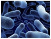 Microbes magnified